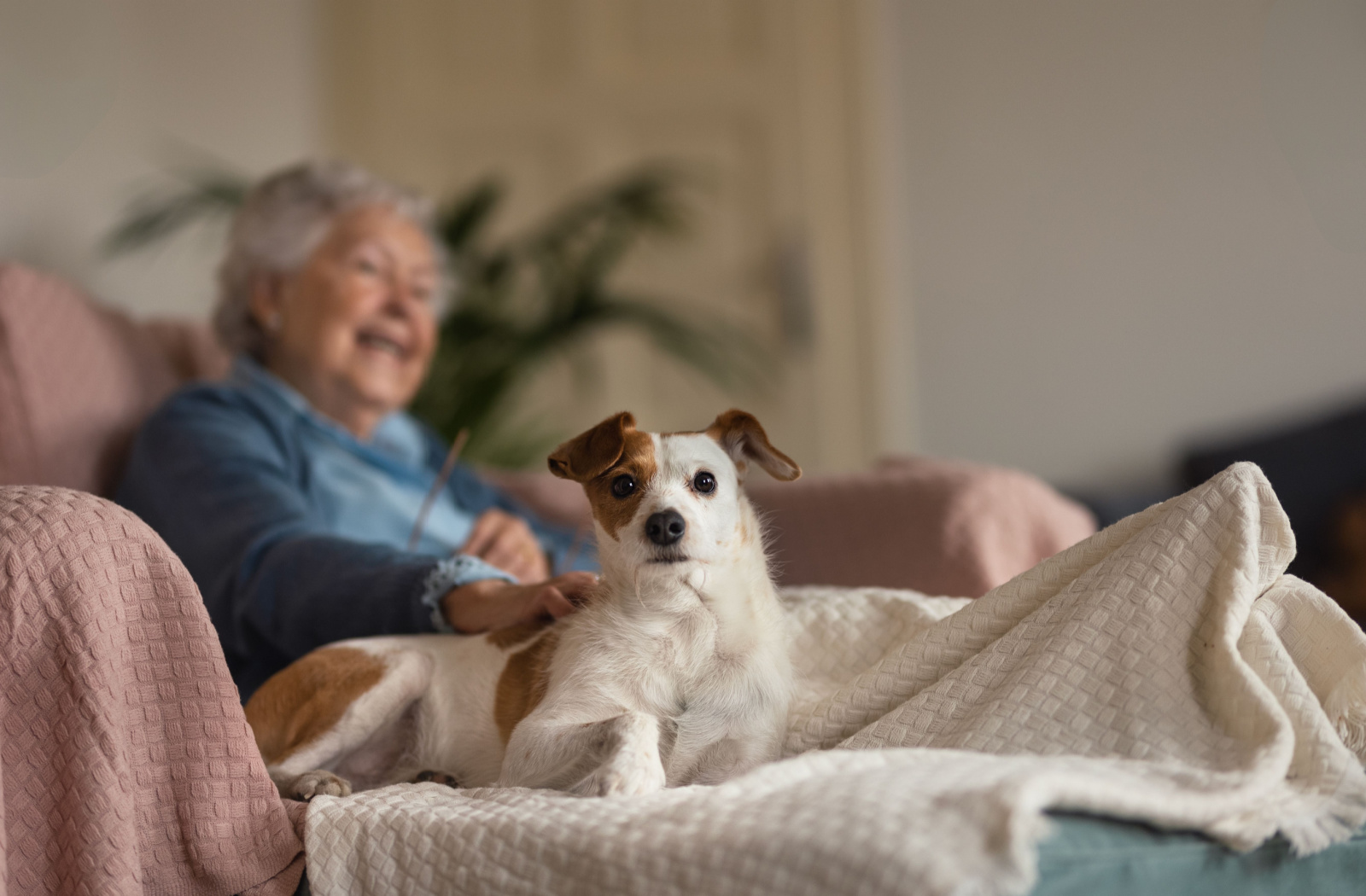7 Best Pets for Seniors Farragut, TN
