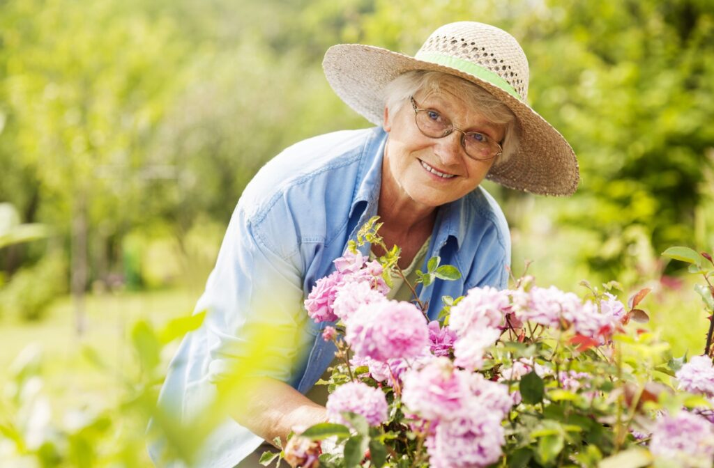 A smiling senior woman outdoors carefully tending to a pink flowerbush in her garden.