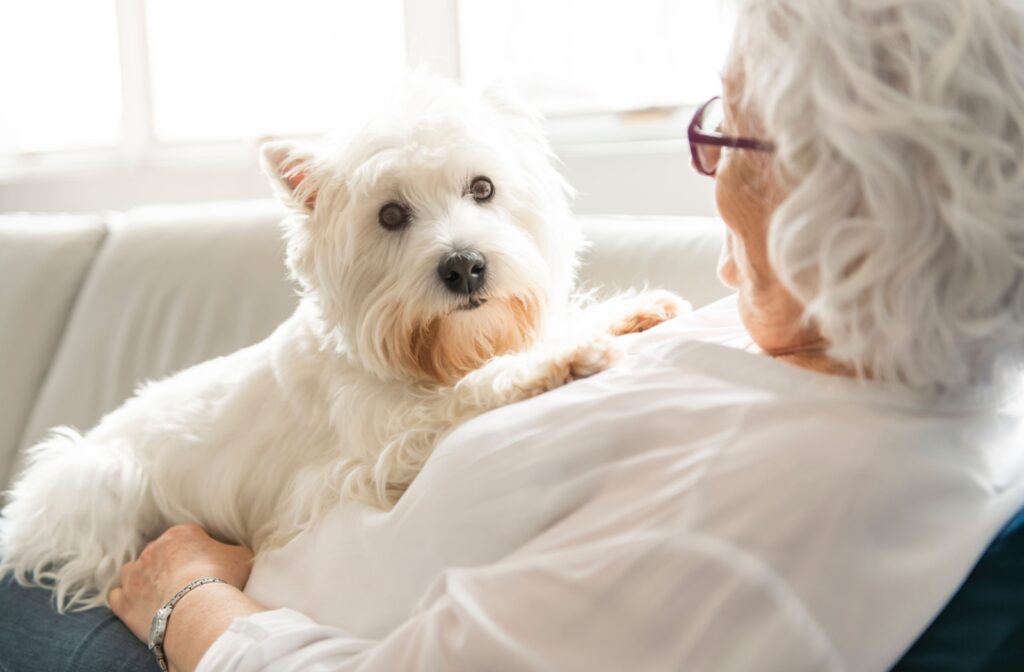 A close-up image of a small dog lying on the lap of an older adult in senior living.